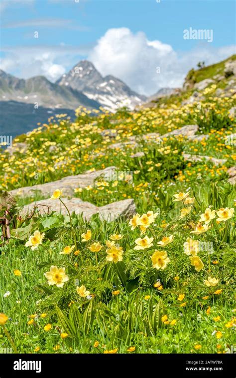 Alpine Meadow With Yellow Mountain Clove Root Wild Flowers In The Swiss