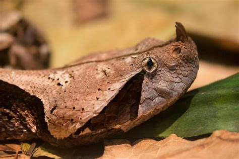 Top 10 Gaboon Viper Facts Gaboon Vipers Bitis Gabonica Are One By