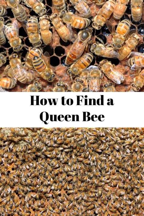 This is a beginners guide to raising honey bees. How to Find a Queen Bee in 2020 | Queen bees, Backyard bee ...