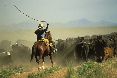 Senior Cowboy On Horse Using Bullwhip Driving Cattle Rear View