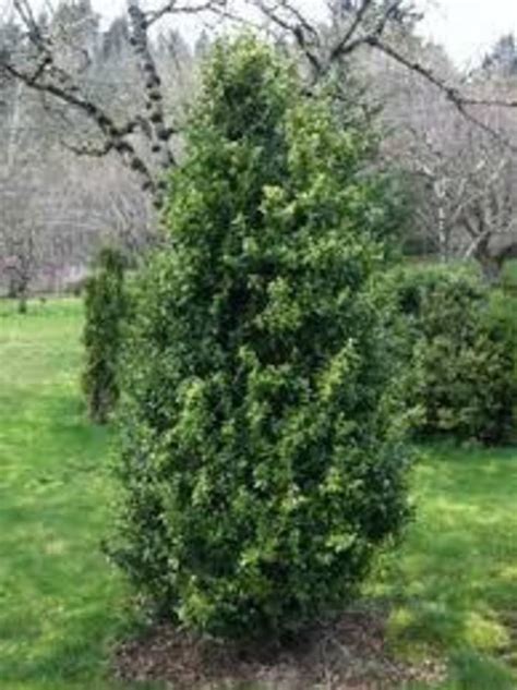 Buxus Sempervirens Boxwood Green Tower Agway Of Cape Cod