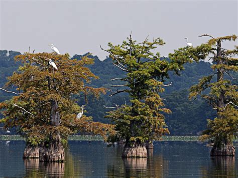 Reelfoot Lake State Park A Tennessee State Park Located Near Union City