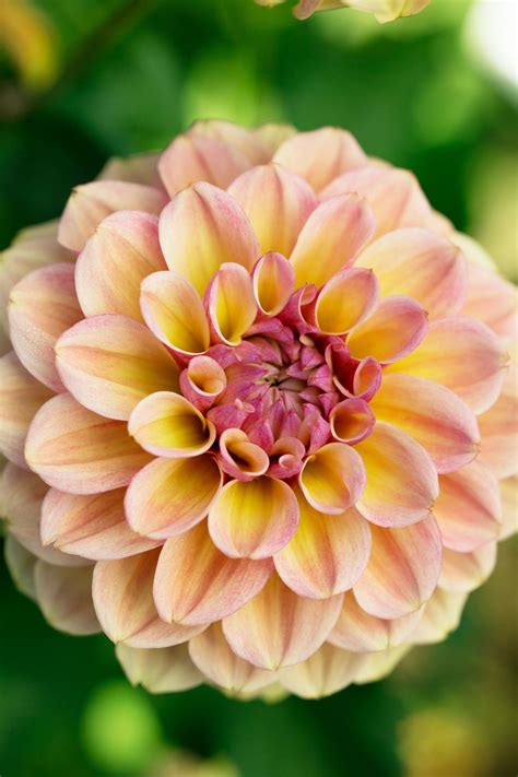 ‘blah Blah Blah Dahlia Flower Beautiful Flowers Dahlia