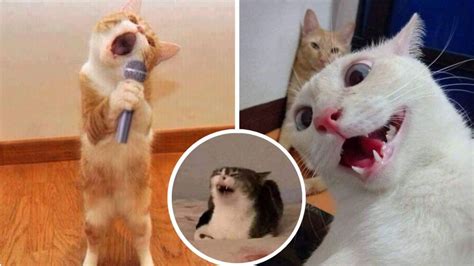 5 Memes De Gatos Para Compartir En Whatsapp Petlife