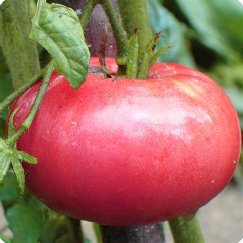 Brandywine Pink Slicer Tomato Seeds Heirloom Untreated Non Gmo