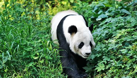 Giant Panda Habitat Information Bruin Blog