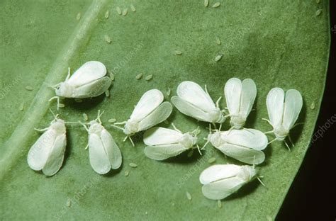 Greenhouse Whiteflies Stock Image C0022238 Science Photo Library
