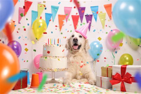 8 Dog Birthday Party Ideas Canna Pet