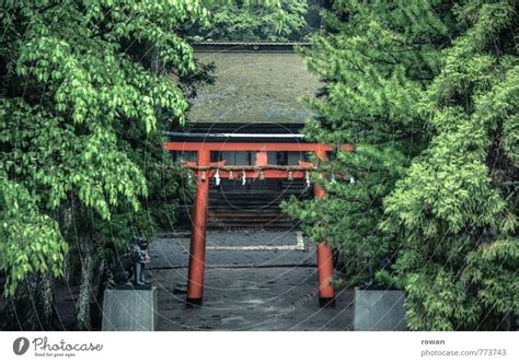 Shinto Shrine Tree Green A Royalty Free Stock Photo From Photocase
