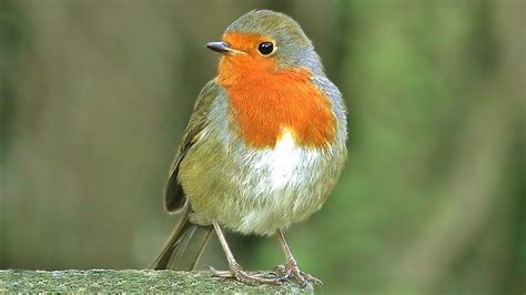 Bird Sounds Robin Birds Singing And Chirping Beautiful 8 Hour Video