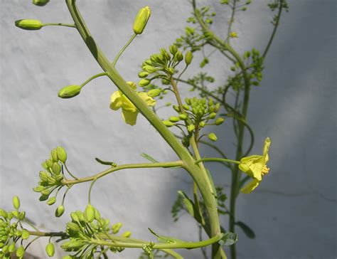 Protect the plant by mulching with straw or providing a cover if you plan to. Brussel Sprout Flower | I still haven't quite figured out ...