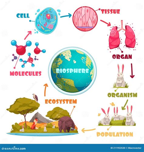 Biological Hierarchy And Ecosystem Infographics Flat Vector
