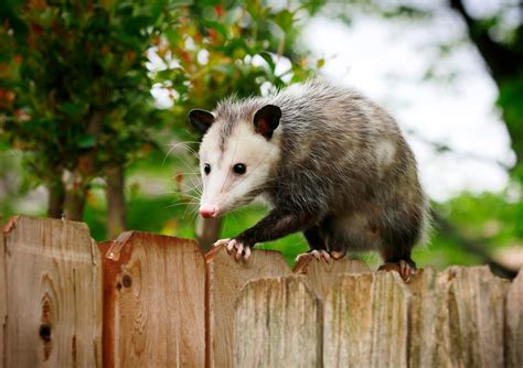 Opossums On The Farm Its Not As Cut And Dried As Friend Or Foe Agdaily