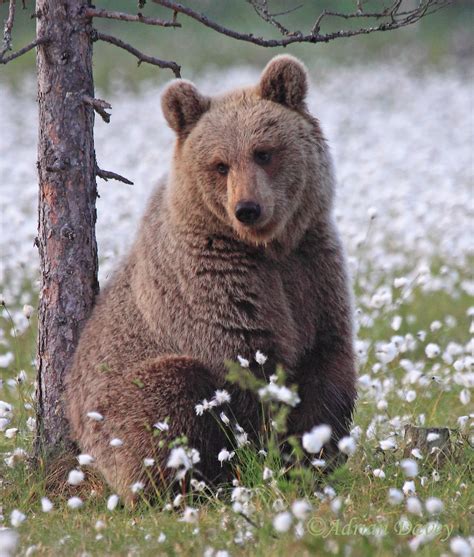 Adrian Davey Wildlife Photography Diary Bears In Finland