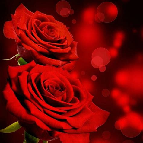 Fantastis 19 Setangkai Bunga Mawar Yg Indah Gambar Bunga Indah