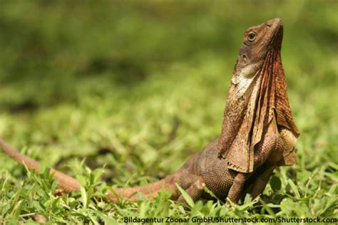 Frill Necked Lizard Facts And Pictures Discover Australias Frilled Lizard