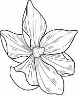Magnolia Onlinecoloringpages sketch template
