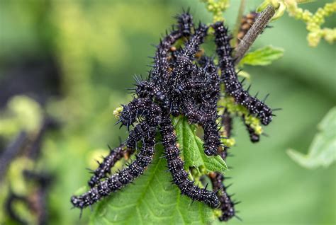 Ann tornkvist/getty images entertainment/getty images. Immer Kohldampf Foto & Bild | tiere, wildlife, insekten ...