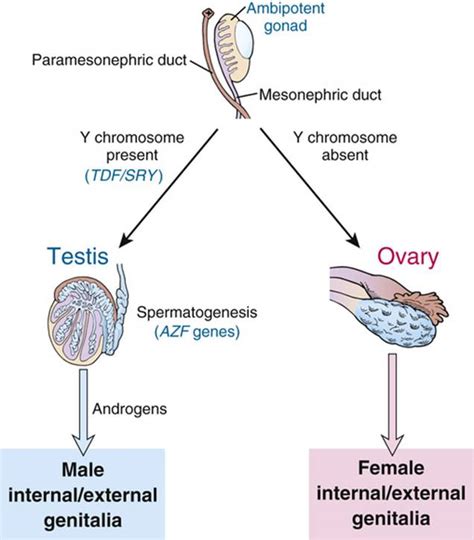 The Chromosomal And Genomic Basis Of Disease Thompson And Thompson