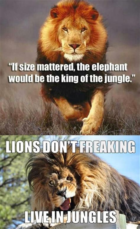 Random Pictures Of The Day 43 Pics Funny Lion Funny Funny Animals