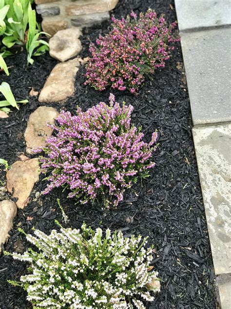 Heather Planted 2018 By Walk Heather Plant Heather Flower Colorful