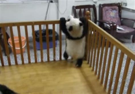Escaping Baby Pandas From The Crib Kpopstarz