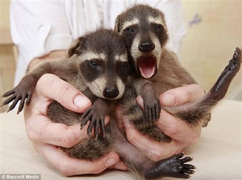 Pets Stop: The biggest human-raccoon family, 4 human and ...