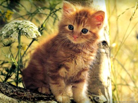 Kitten Desktop Wallpaper Wallpapersafari