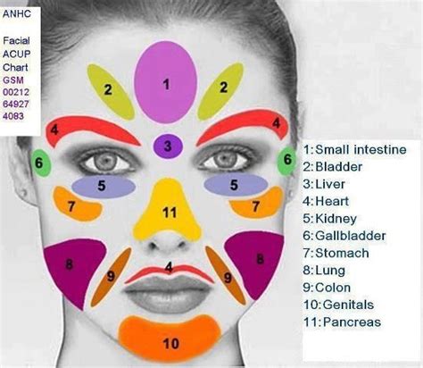 Facial Reflexology Reflexología Acupresión Mapeo De La Cara