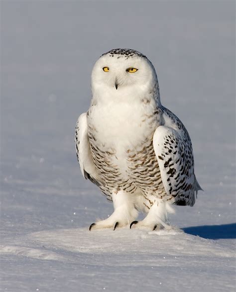 Snowy Owl Bubo Scandiacus By Rachel Bilodeau The Owl Pages