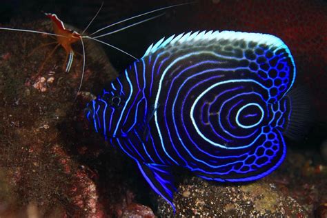 Most Beautiful Saltwater Fish In The World