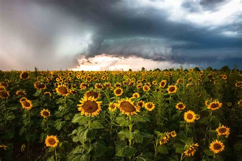 Country Photo Print Storm Over Sunflower Field Picture Kansas Wall