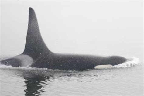 Killer Whale Morning Grizzly Bear Tours And Whale Watching Knight Inlet