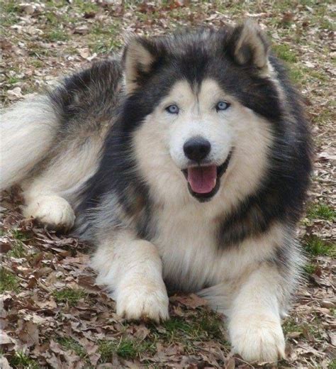 Pin By Océane Brodier On Chiens In 2020 Malamute Dog Husky Dogs Dogs