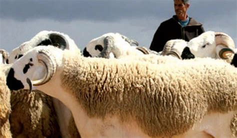 Jun 16, 2021 · de ce fait, le 1er dhou al hijja coïncidera avec le lundi 12 juillet et le 10 dhou al hijja, jour de aïd al adha, sera le mercredi 21 juillet 2021. Aid al-Adha Canceled at Sebta - Maroc Local et Nouvelles ...