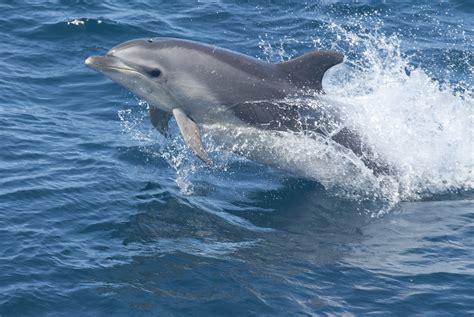 Bottlenose Dolphin The Whale Trail
