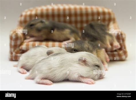 Newborn Hamster Hi Res Stock Photography And Images Alamy