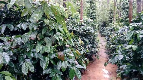 Coffee Plantation In Chikmagalur India Youtube