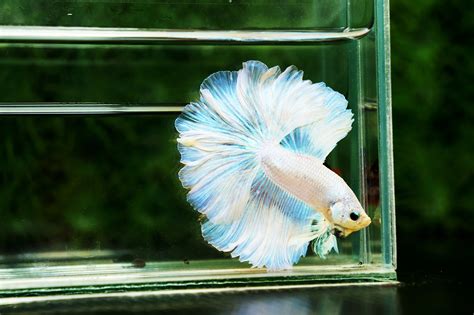 Happy Betta Fish How To Keep Your Betta Fish Healthy And Happy Pet