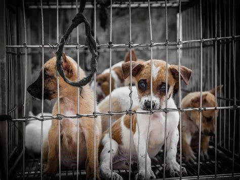 In singapore and malaysia, which form the context for the discussions in this paper, instances of animal cruelty are frequently reported.3 however, despite. How To Stop Animal Cruelty | Cesar's Way