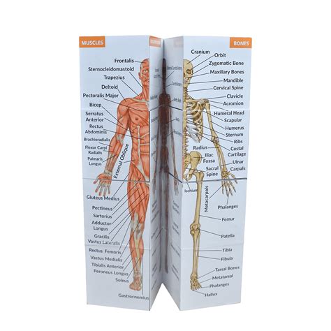 Human Anatomy Study Cube Advanced Kits Of Medicine