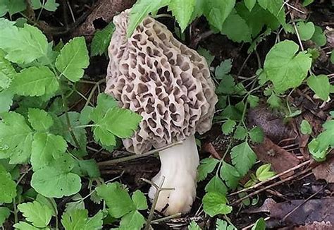 How Much Does A Pound Of Morel Mushrooms Cost All