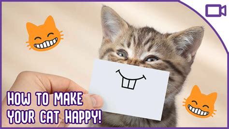 How To Keep Your Cat Happy Cat Happiness 101 Youtube