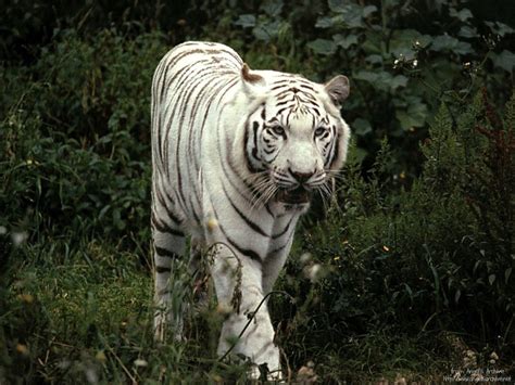 🔥 49 White Tiger Wallpapers Screensavers Wallpapersafari