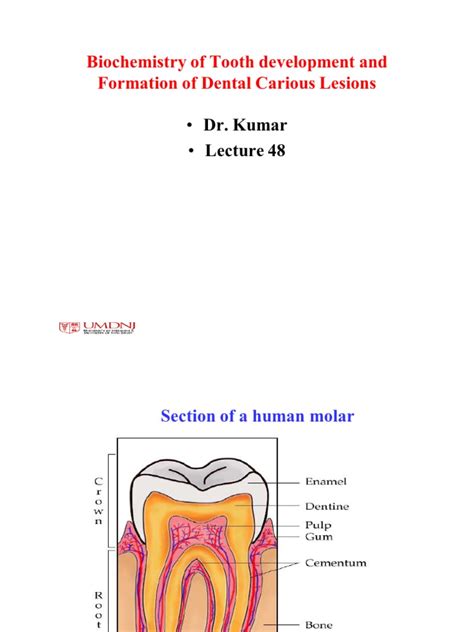 2010 Dental Lecture 48 Biochemistry Of Dental Caries Dentin Human Tooth