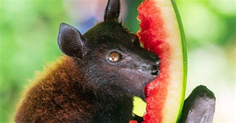 10 Incredible Fruit Bat Facts Wiki Point