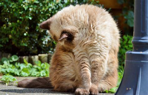 Hairballs In Cats Causes Symptoms And What You Can Do About Them