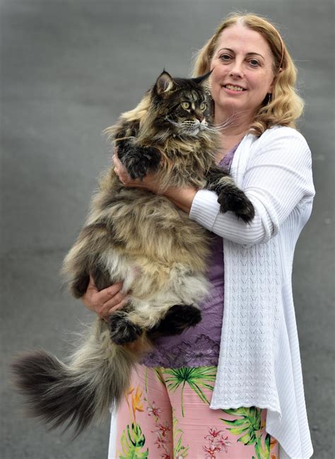 Plenty Of Variety At Cat Show Otago Daily Times Online News