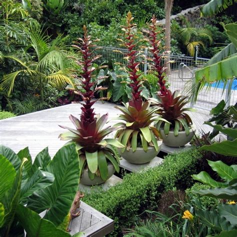 Pin By Eddie Cummings On Containers Of The Garden Tropical Garden