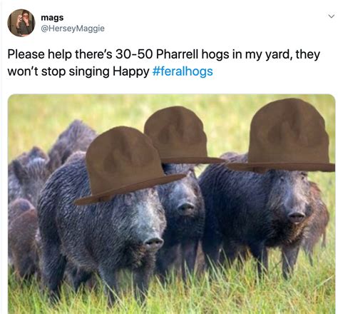 Heres Why The 3050 Feral Hogs Meme Has Taken Over The Internet Images